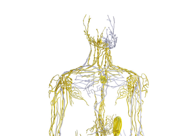 Vein structure in human body